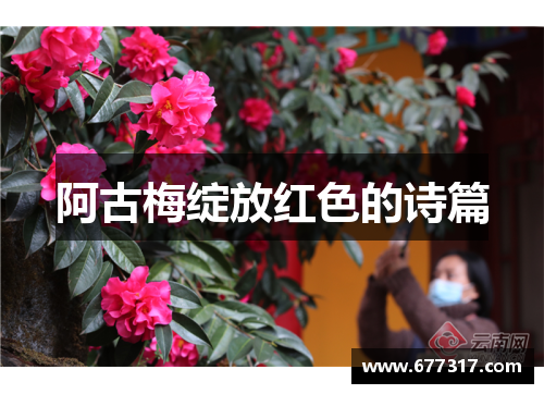 阿古梅绽放红色的诗篇